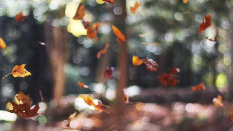 Featured image for Agntbox Com article