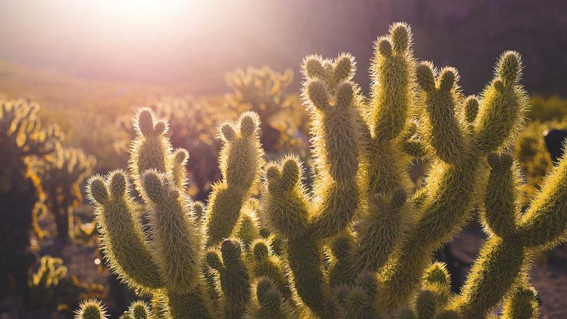 Featured image for Agntbox Com article